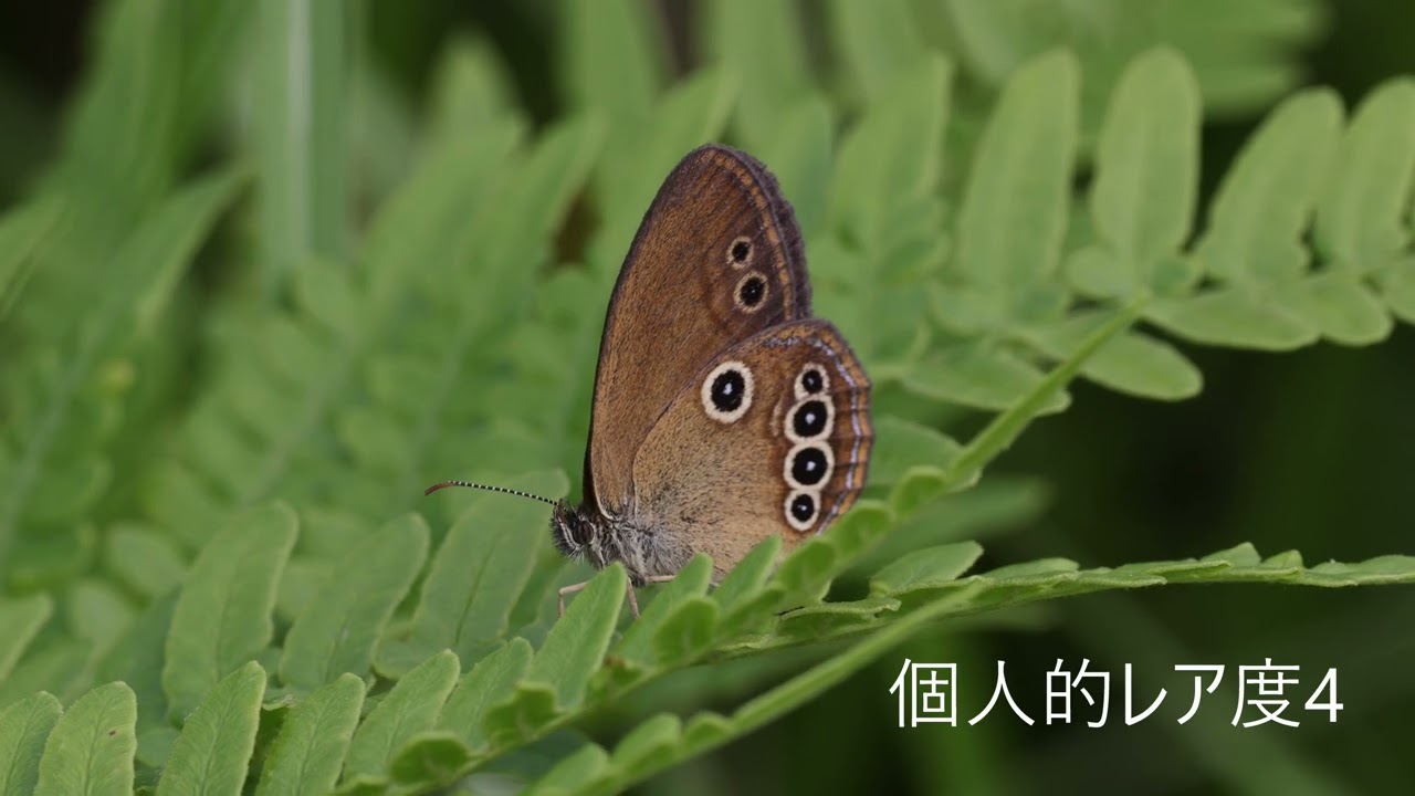 ヒメヒカゲ