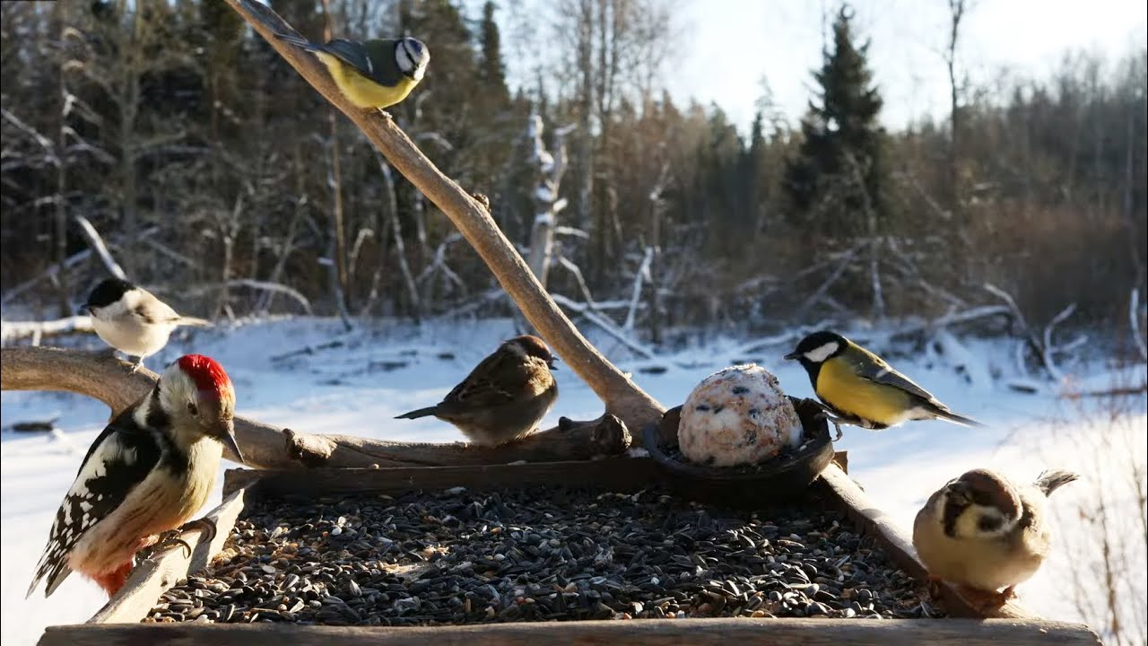 🔴 Forest Bird Feeder | Relaxing Nature Sounds from the Forest [ 2026/2/7 ]