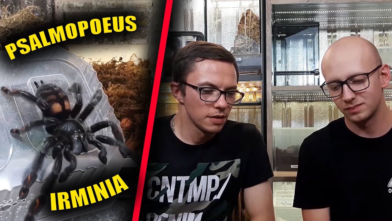 Prawie wszystko o Psalmopoeus Irminia, odwiedziny Kuby :D