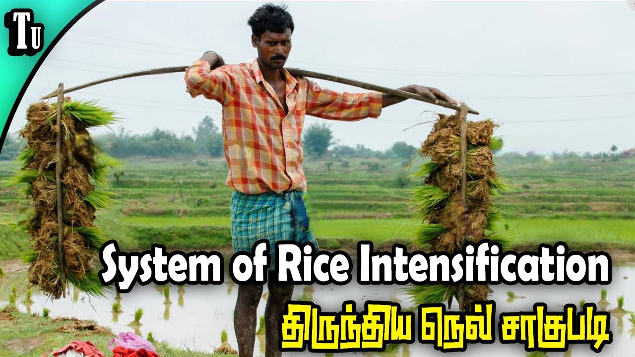 திருந்திய நெல் சாகுபடி | SYSTEM OF RICE INTENSIFICATION