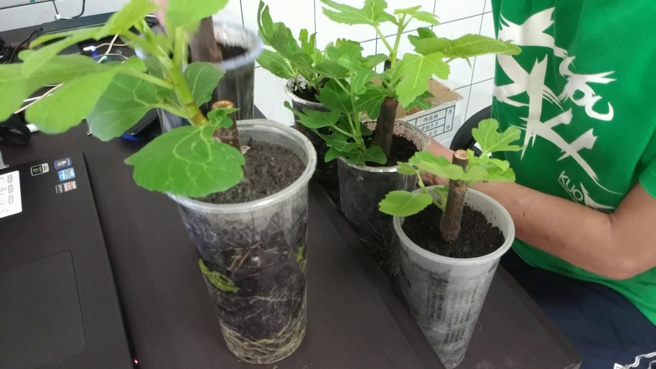 「扦插無花果苗」我的SOP流程(4)