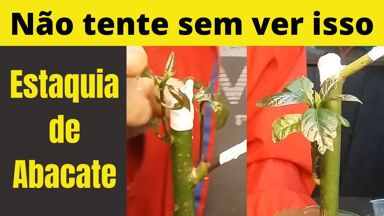 Como fazer estaquia de abacate