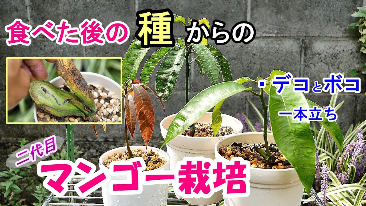 マンゴーの鉢植え５ デコとボコの「絶望からの復活」（スピンオフ）