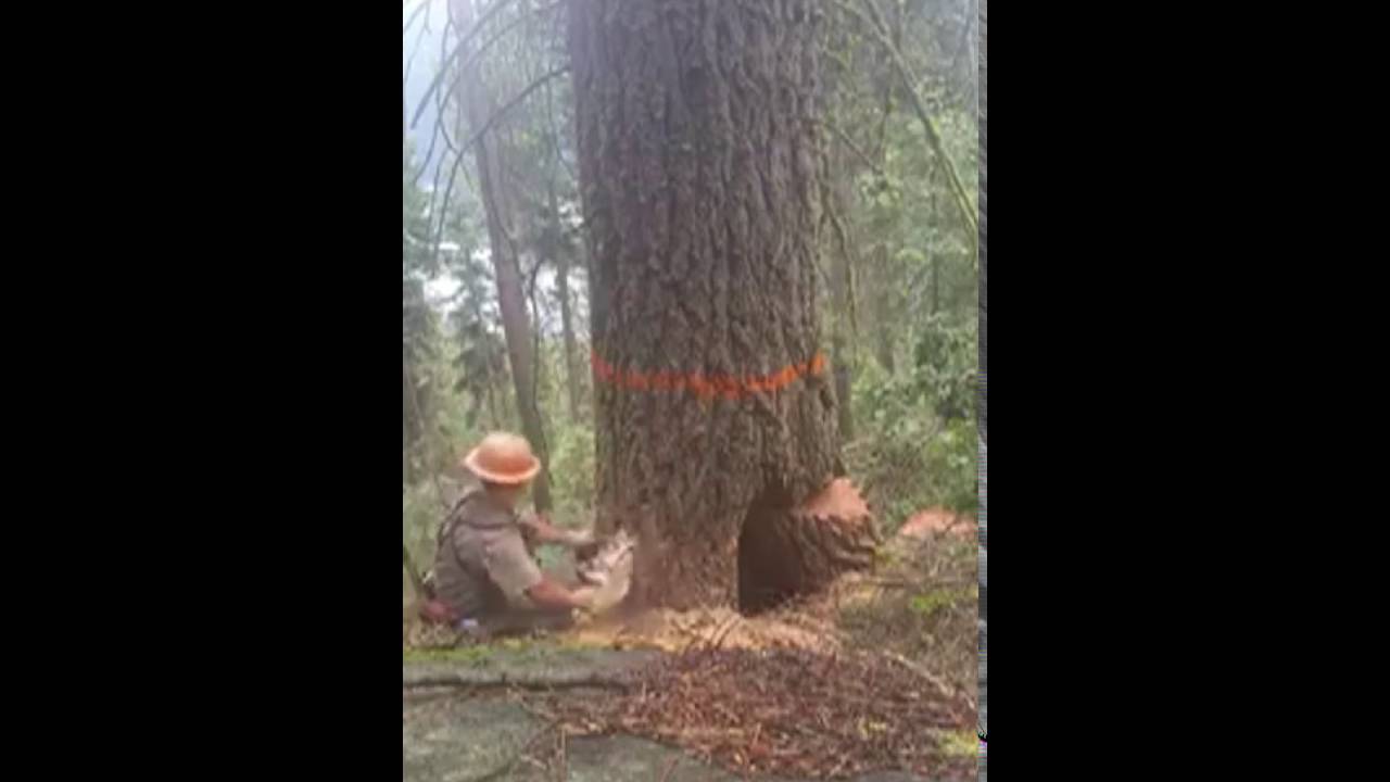 Couper un arbre GROS FAIL
