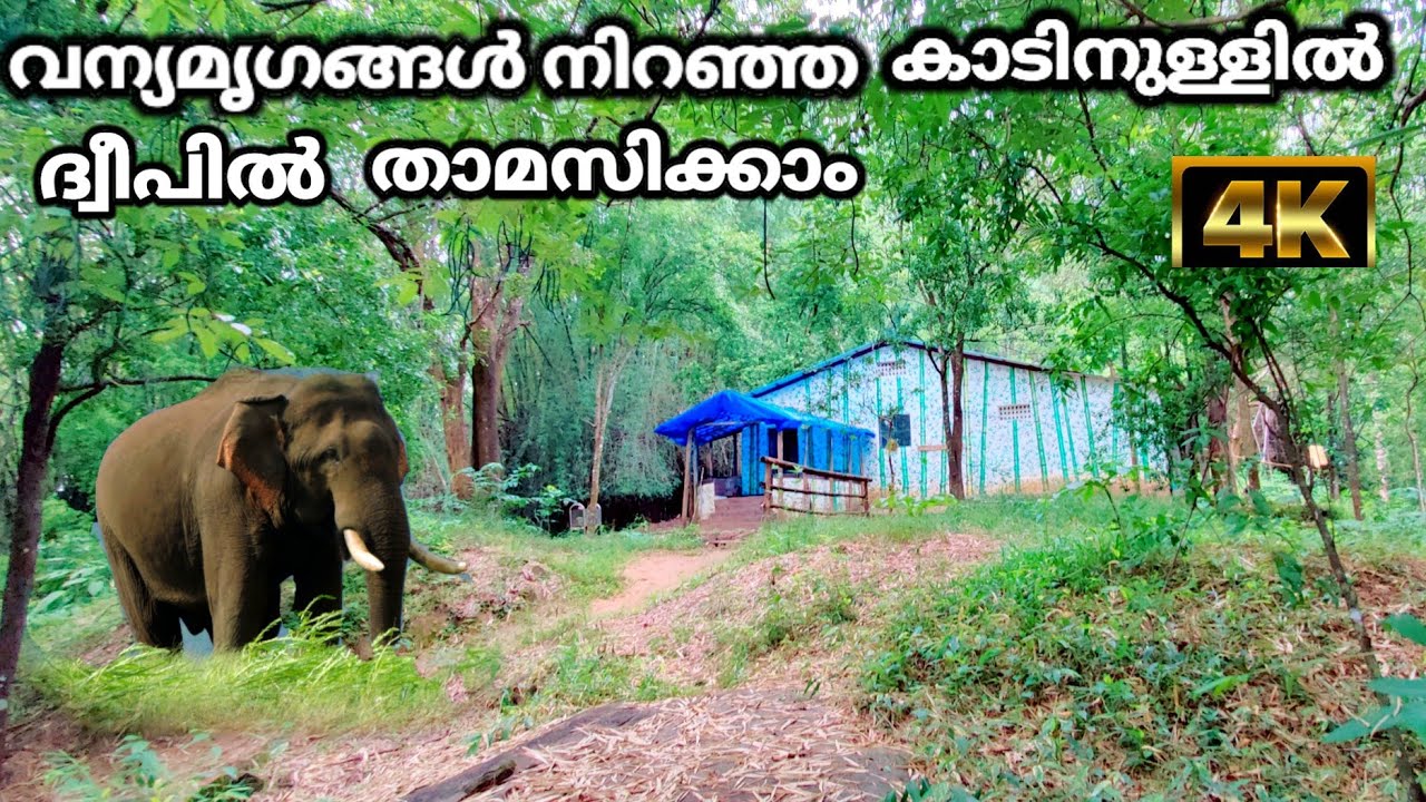 വന്യമൃഗങ്ങൾ നിറഞ്ഞ കാടിനുള്ളിലെ ദ്വീപിൽ താമസിക്കാം Parambikulam Tiger Reserve Veetikunnu Island Nest
