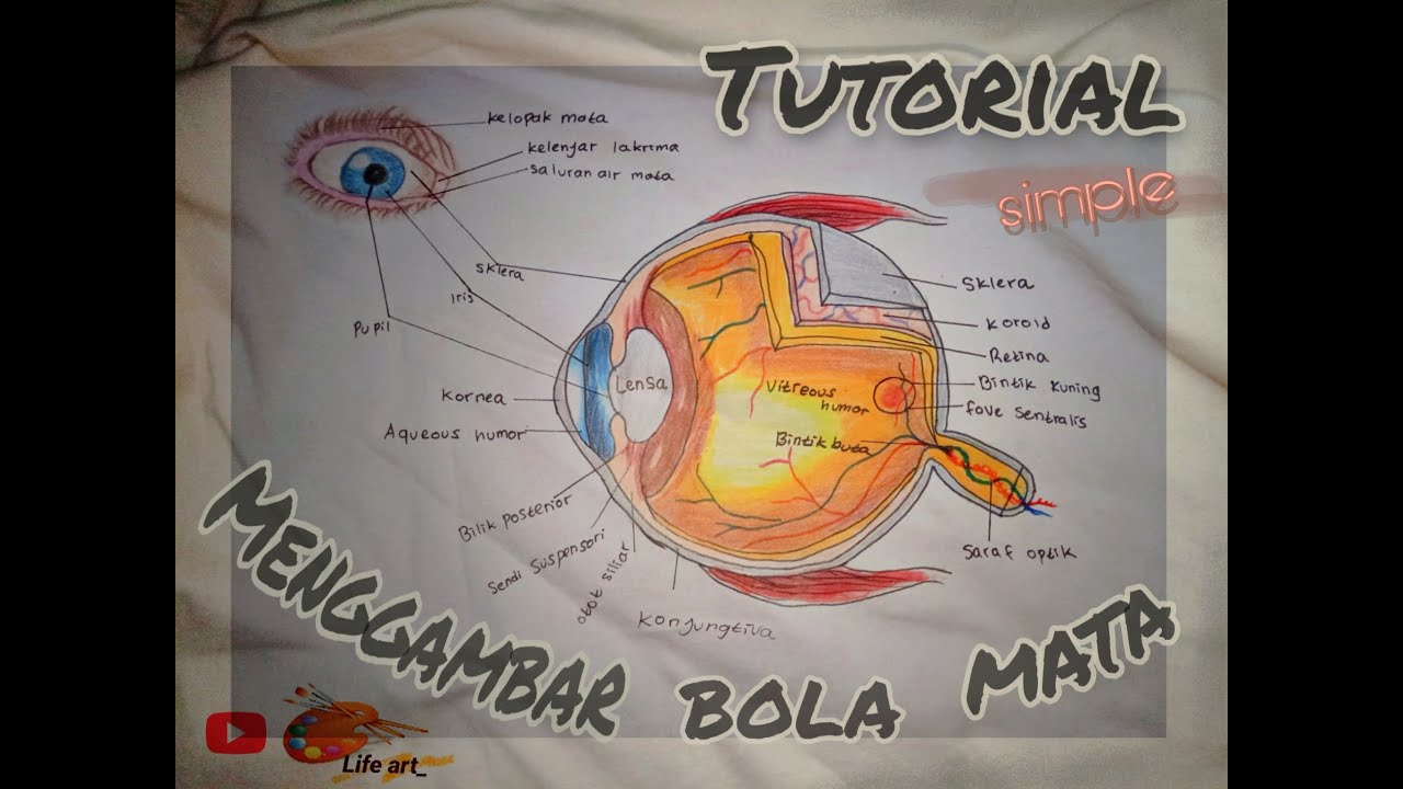 Menggambar bagian-bagian mata manusia #Lifeart
