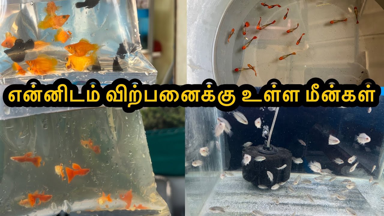 என்னிடம் விற்பனைக்கு உள்ள மீன்கள்|Erode|Guppy|All In Our Fishes|Sales |Aquarium