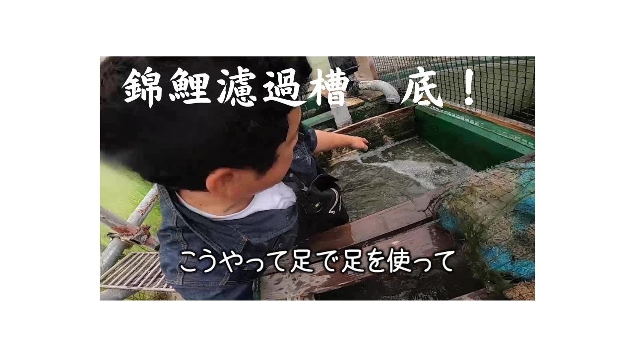 見る機会が少ない錦鯉池の濾過槽掃除！【錦鯉】#nishikigoi