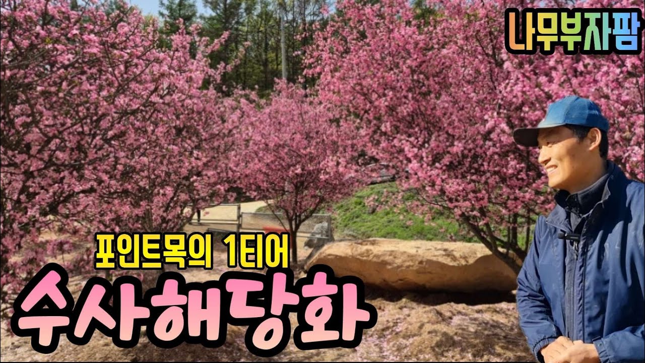 [농원탐방] 포인트목은 너가 찐이다‼️ 수사해당화 전문농원 나무부자팜🌳 -2부-