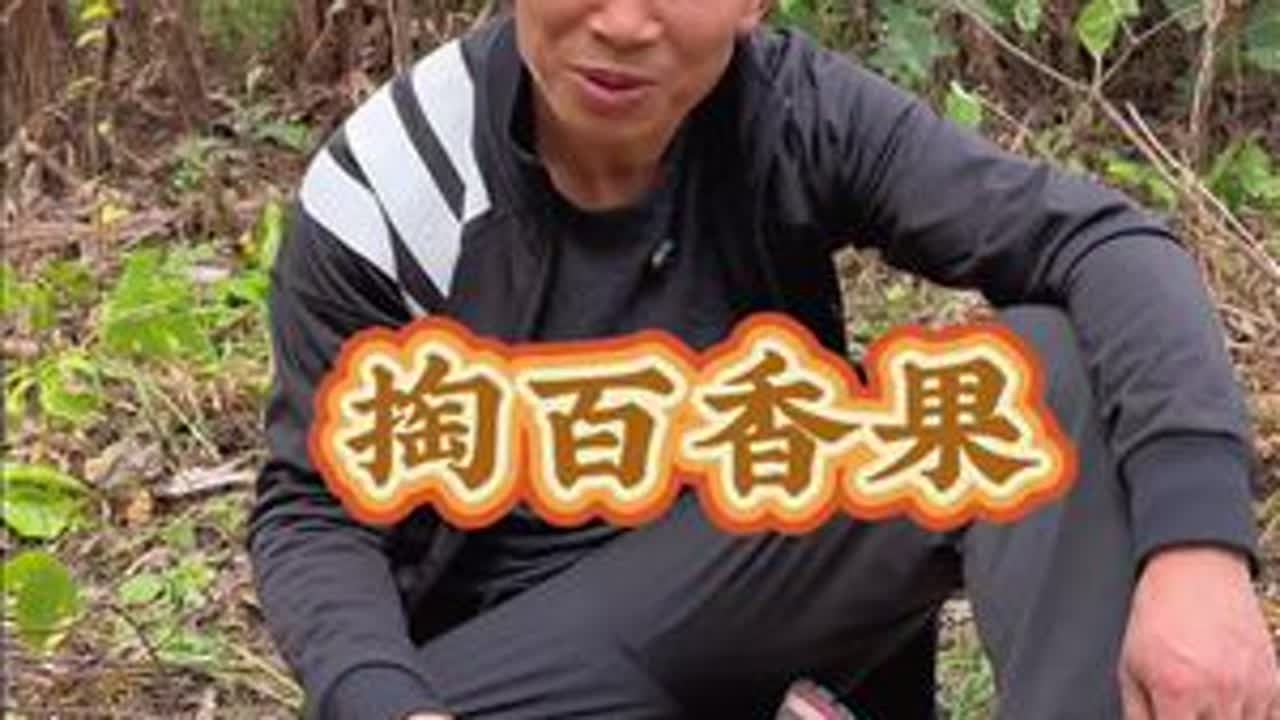 转了大半天，山药没找到！却看到大山里的野生百香果，嗯好吃！维生素ABCD都有，吃了还有蹬力……#热点 #我的乡村生活 #大山里的原生态 #新农人计划2026 #三哥和芬姐乡村生活 @广汽丰田 #...