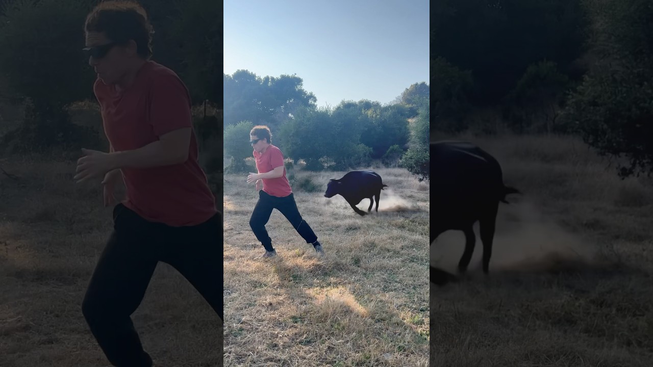 Anxiety #cow #dance #escape