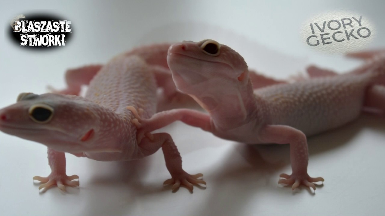 wjazd na hodowlę #4: Ivory Gecko