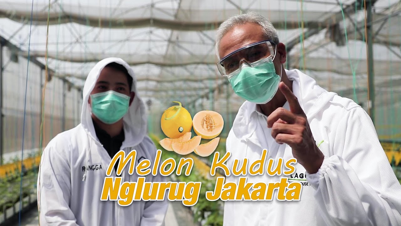 MELON PRODUKSI PETANI MILENIAL KUDUS LARIS BANGET DI JAKARTA
