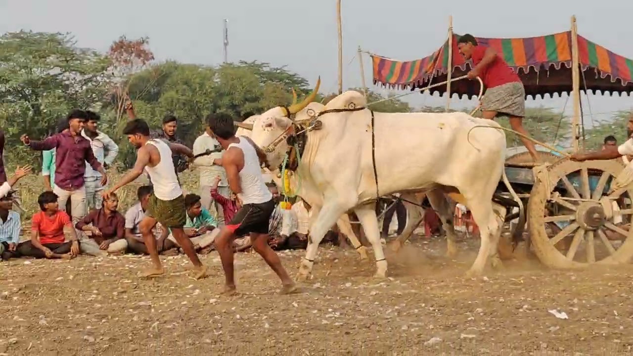 మాచపురం గ్రామం||గిరక బండి పందెం|| 14వ జత 25- 12-2025💥💥