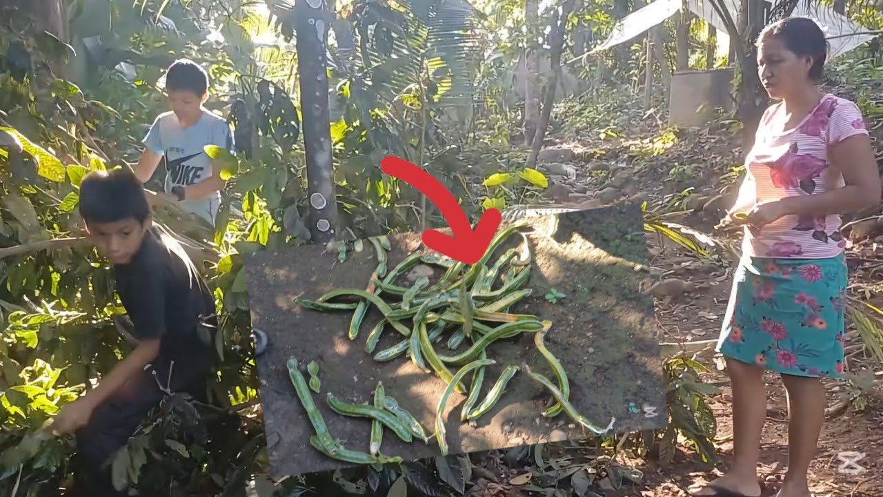 🚨en plena cosecha de cuxin nos estaban dejando sin nada 😱😠.