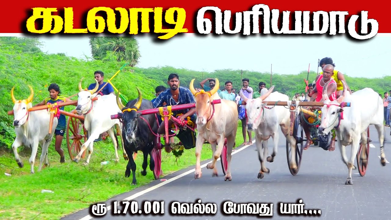 கடலாடி பெரியமாடு பந்தயம் 27.10.2025