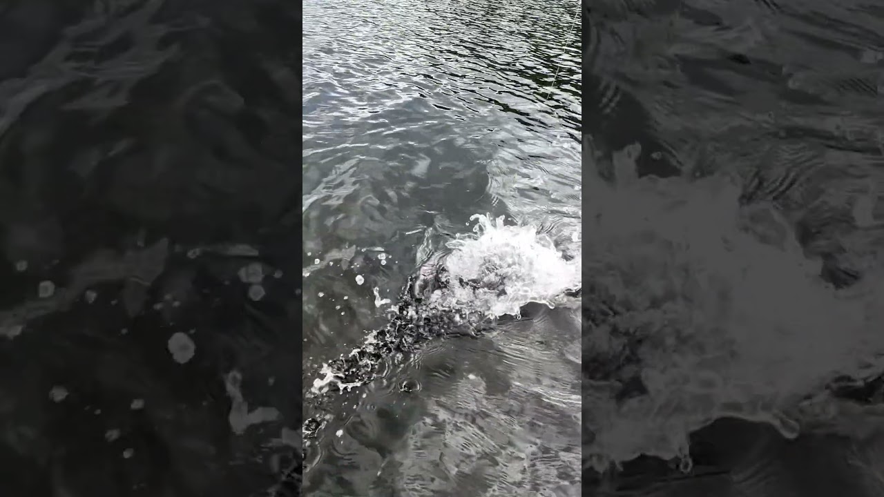 LMAB Drunk Bait 8cm, trochu opomíjená nejmenší verze z rodiny Drunk. O to víc ale umí překvapit!