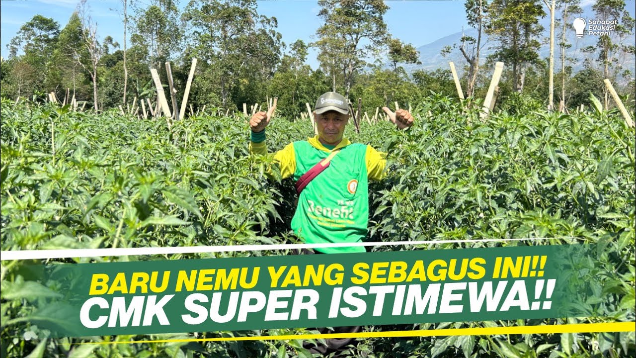 CMK TERBAIK YANG PERNAH KAMI TEMUI!! CMK SERAYU KEUNGGULANNYA MEMANG BEDA