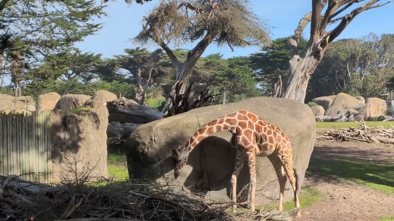 San Francisco Zoo February 2026