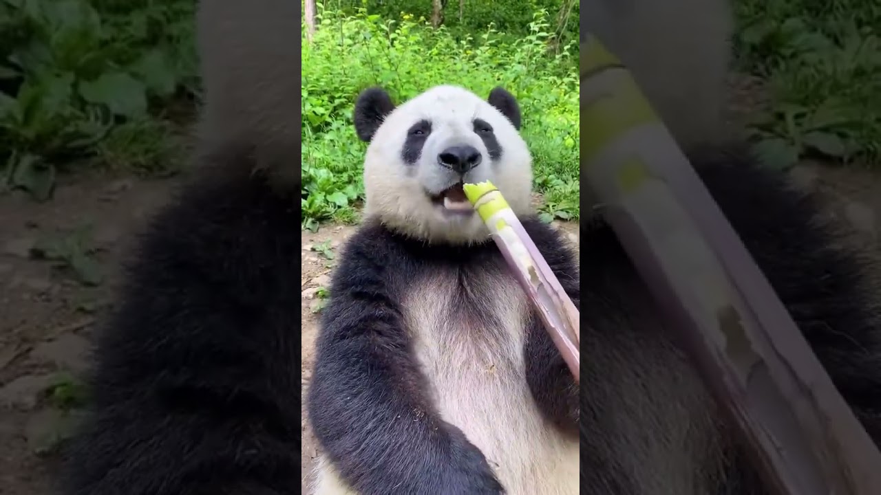 PANDA 🐼🩶🖤🤍#cute #penguin #panda #baby #funny #eating #animals