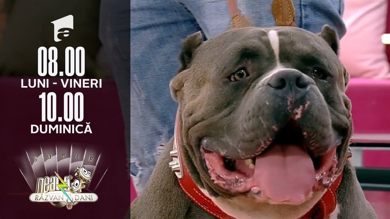Povestea lui Thor, câinele din rasa American Bully XL