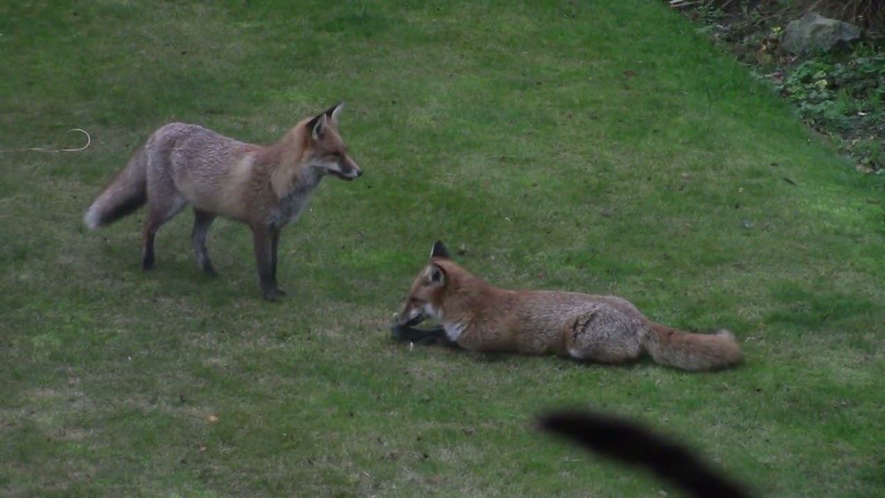 ANOTHER DAY IN THE LIFE OF FOXES IN THE GARDEN.