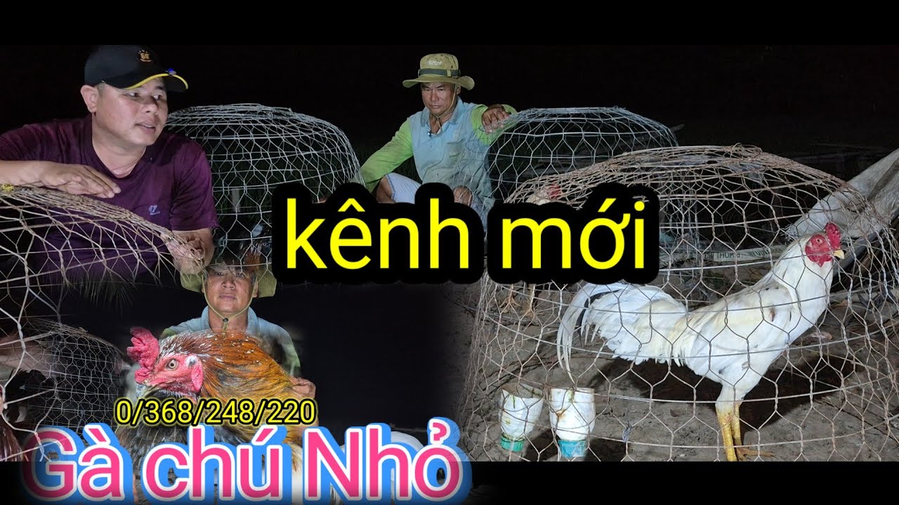 Gà chú Nhỏ-bầy thái pakistan chuẩn bị lên nọc tiếp tục niềm đam mê cùng ae