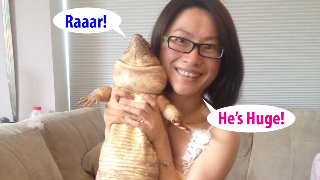 ☜ Want a pet Tegu Lizard?  Watch this first!