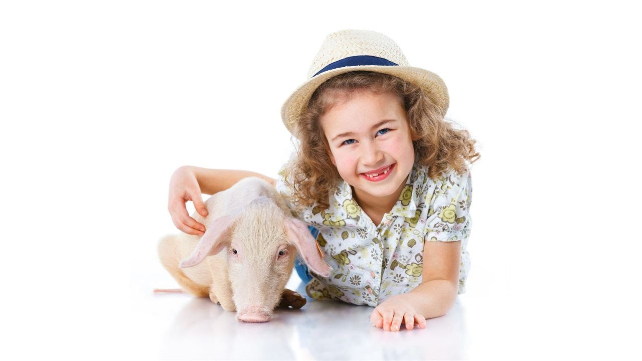 How to Train Your Potbellied Pig | Pet Pigs