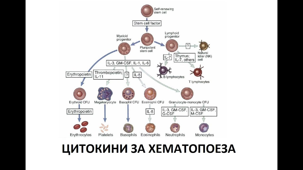 Цитокини за Хематопоеза | Имунологија