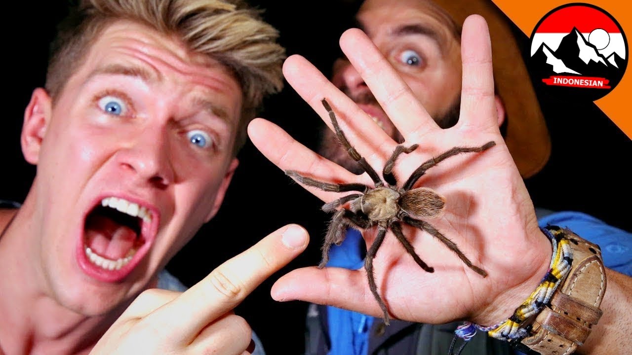 Berburu tarantula di malam hari! Tantangan Ekstrem dengan Laba-laba Beracun