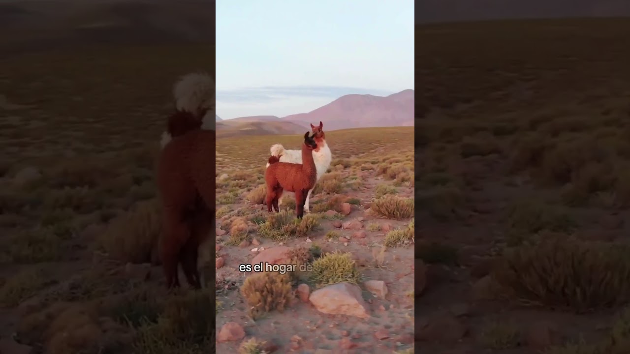 El mejor lugar para ver estrellas: Atacama, Chile
