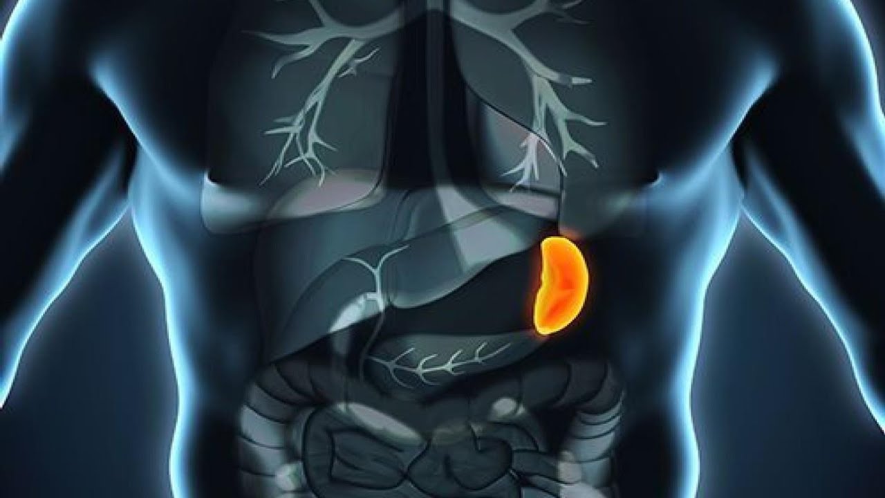 TRANSPORTATION AND TRANSFORMATION FUNCTION OF TCM SPLEEN