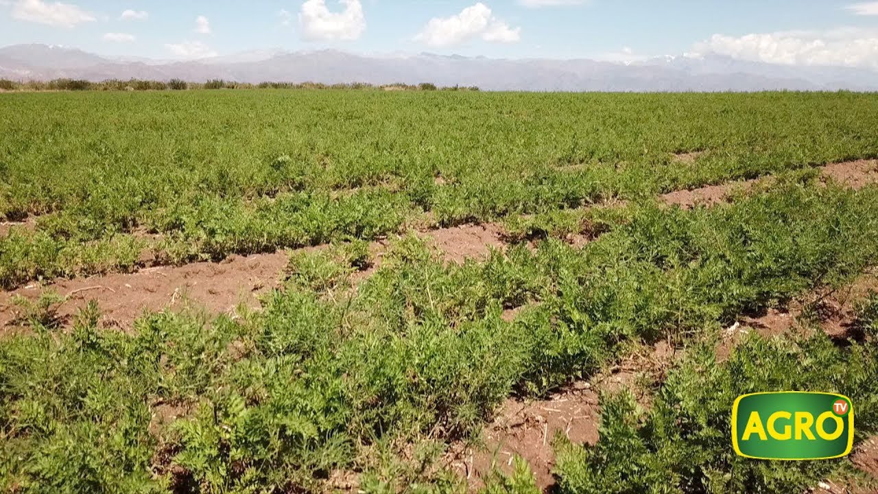 Valle de Uco: Producción de zanahorias que mejora los rindes (#766 2018-04-07)