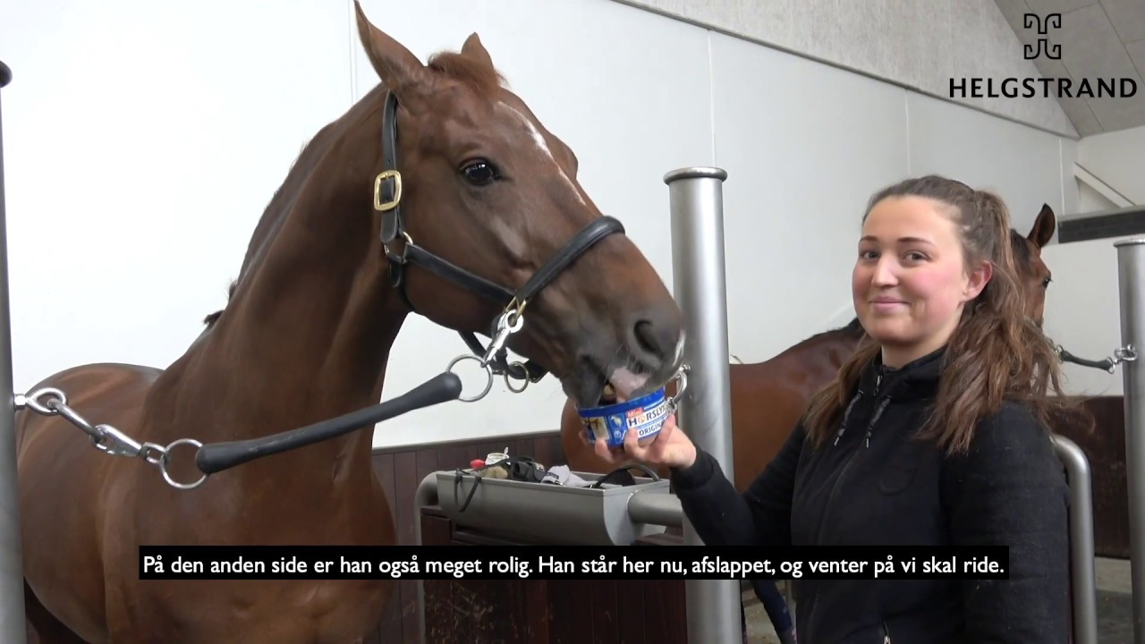 D'avie by Don Juan de Hus/Londonderry, stallion, born 2012