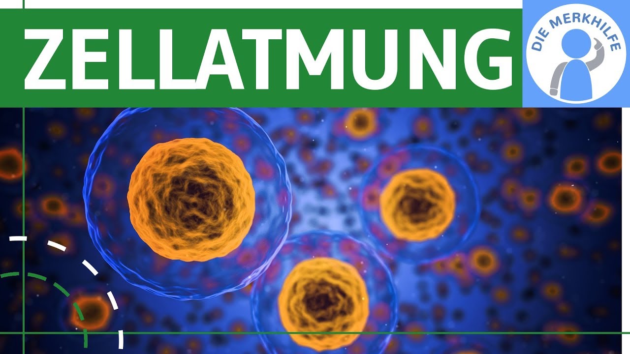 Zellatmung - Zusammenfassung & &Uuml;berblick einfach erkl&auml;rt - Funktion, ATP & ADP, Abschnitte - Bio