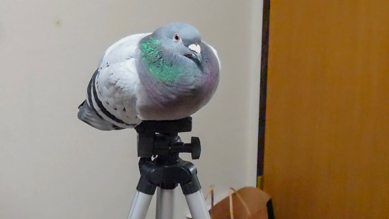 【可愛い】もっちり鳩がくつろぐ