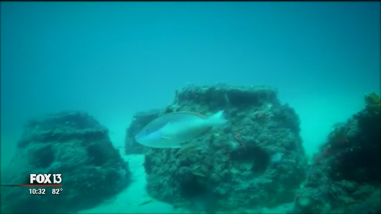 Eternal reefs offer more than memories