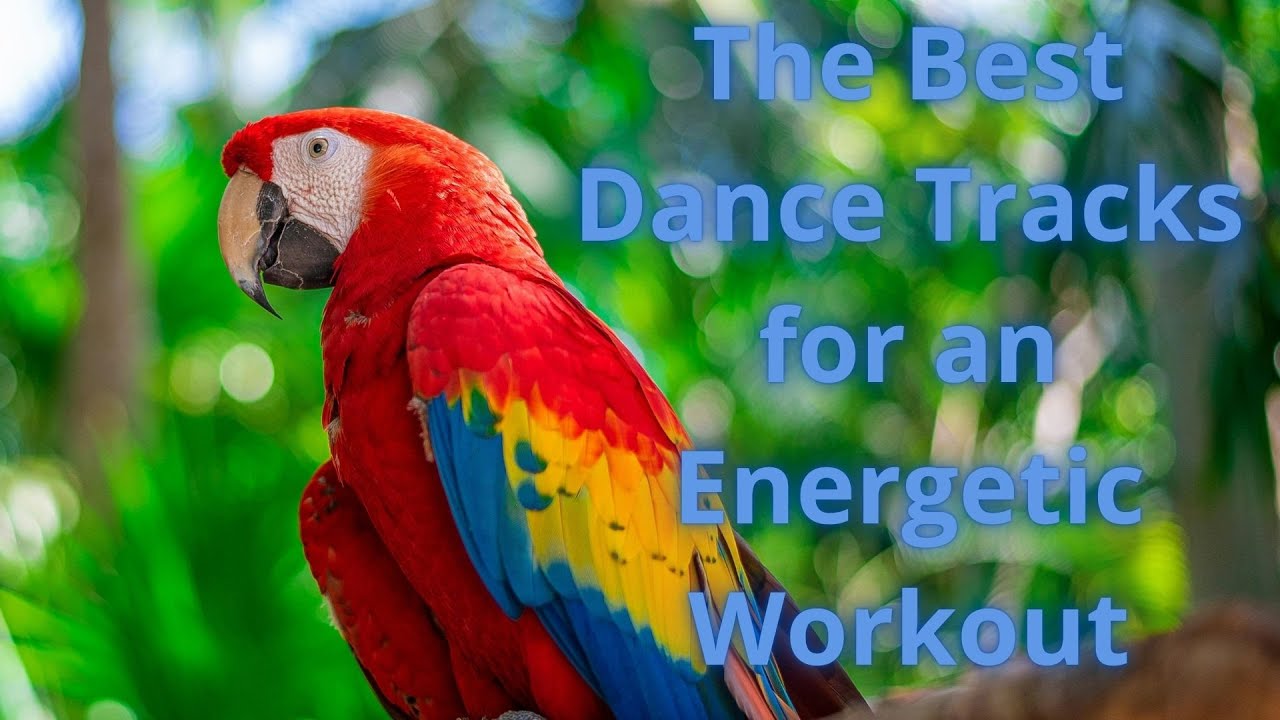 OPTIMISTIC MUSIC . Move to the beat: top dance tracks for Fitness.