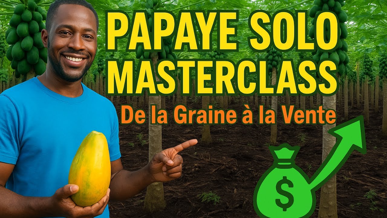 La Papaye Solo : L'Agribusiness le Plus Rentable en 8 Mois  (Guide Complet)