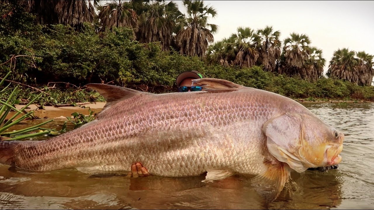 FLUSSMONSTER zerstört Angler - WELTREKORD?