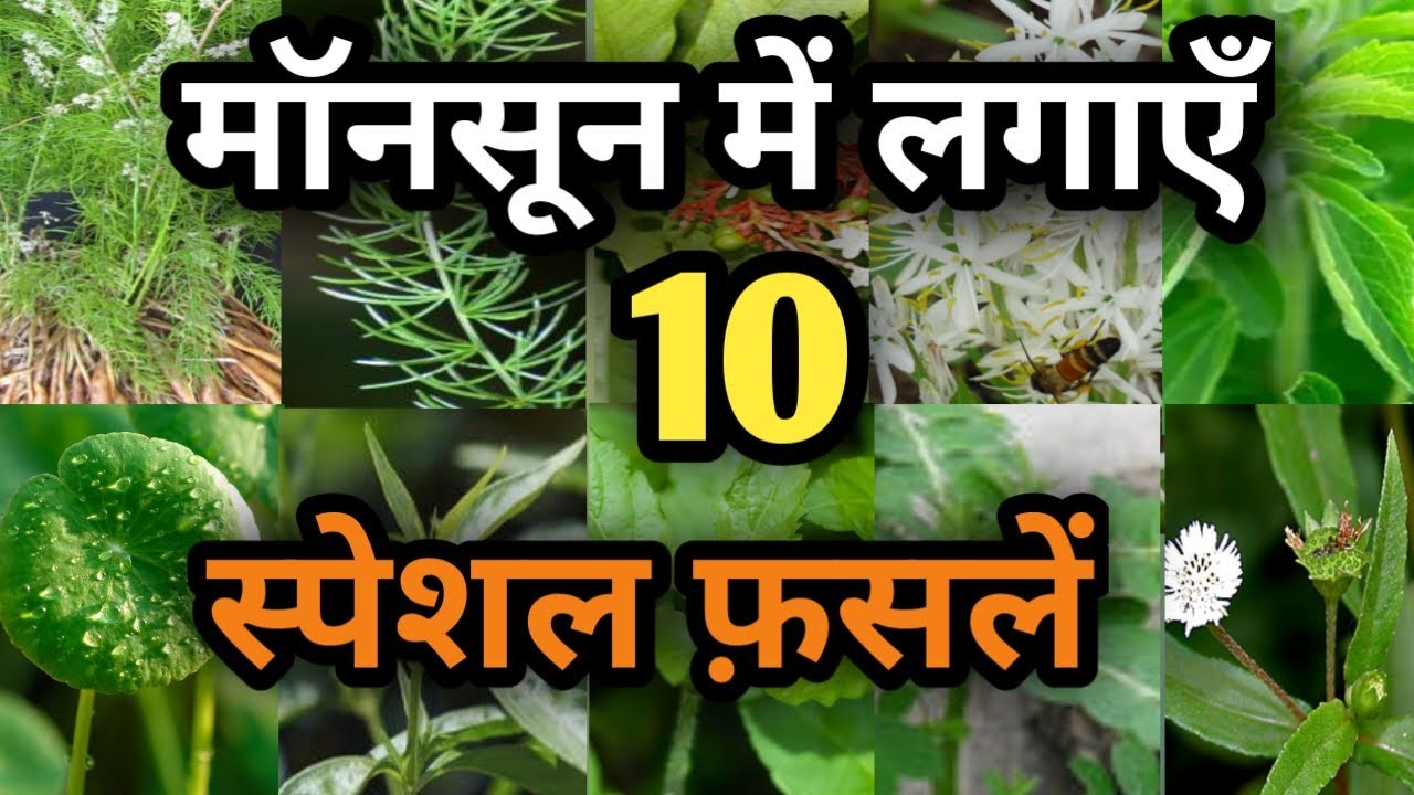 मॉनसून में लगाई जाने वाली 10 स्पेशल क्रॉप्स । Monsoon Crops। Profitable Crops