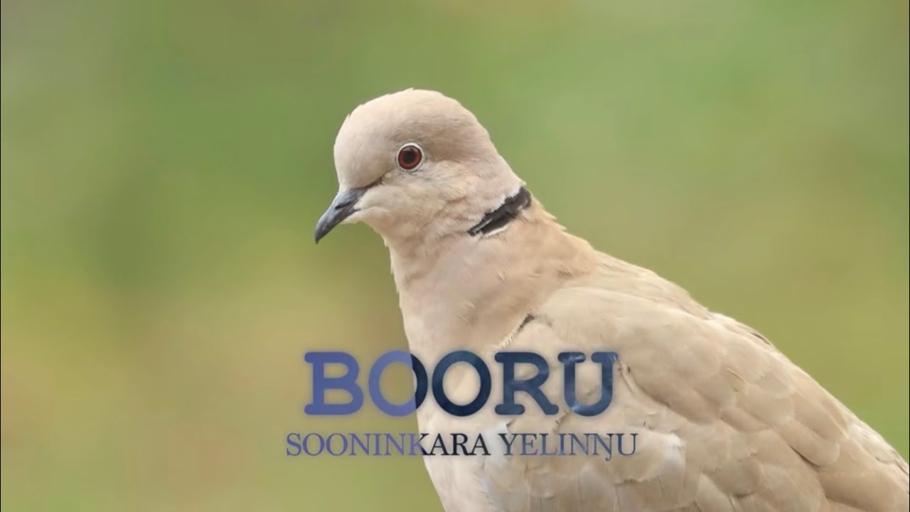 Booru