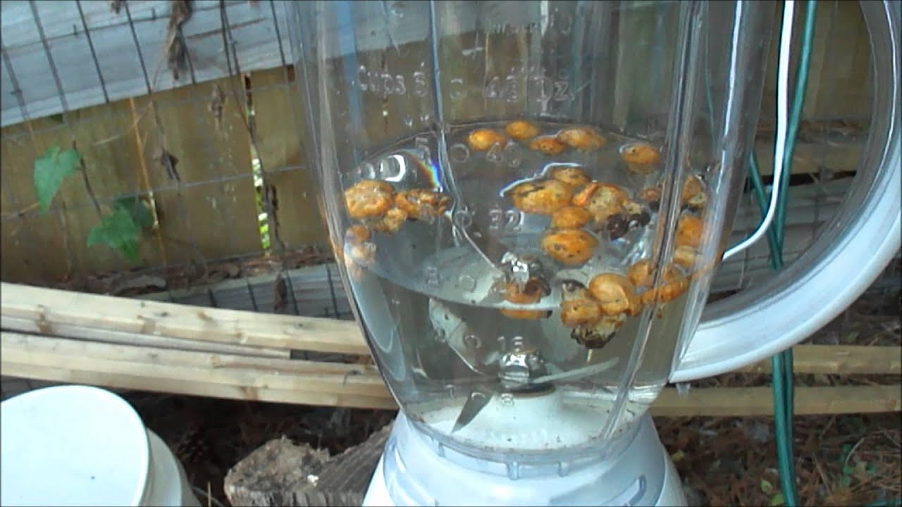 Experimenting with inoculating conifers with ectomycorrhizae (ectomycorrhizal fungi)