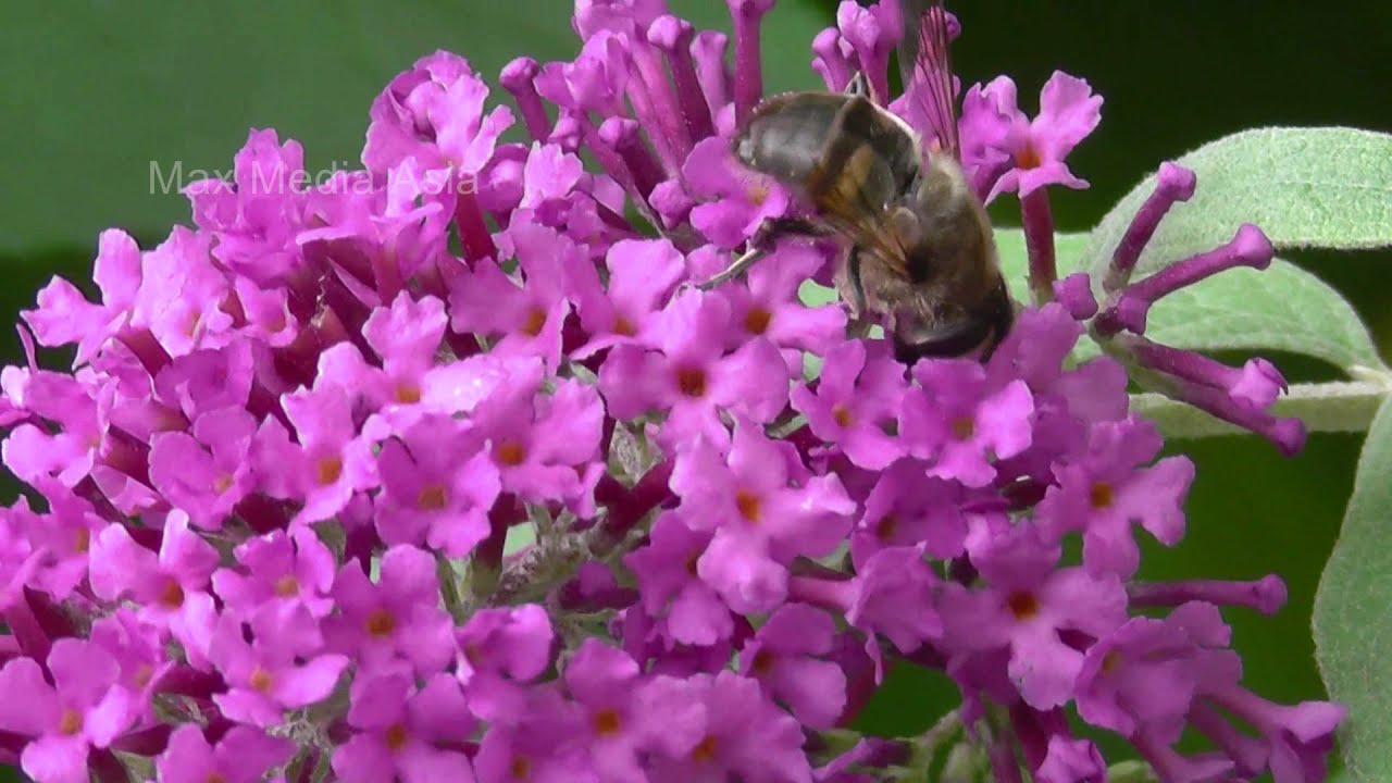 Bees pollination  Buddleja davidii Summer lilac Butterfly Bush