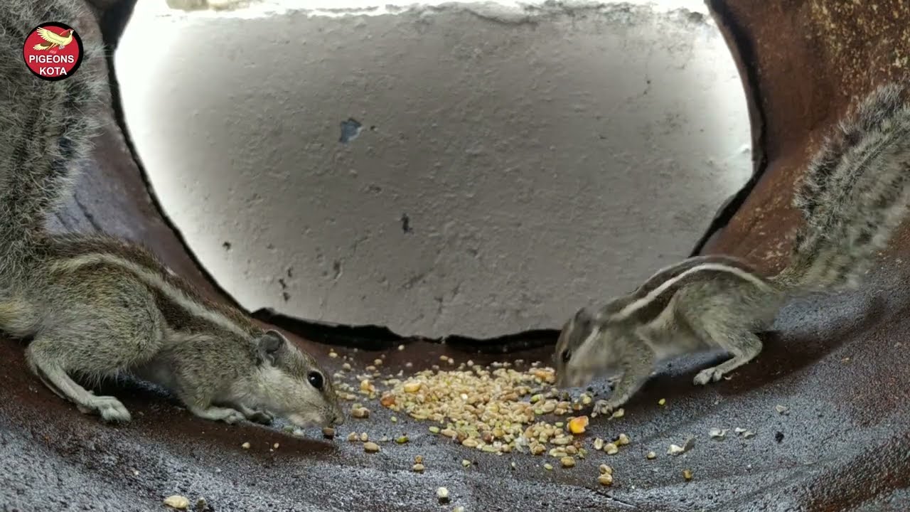squirrel sound, गिलहरी की आवाज #youtubeshorts #shorts #subscribe #ytshorts #wildlife #pigeonskota