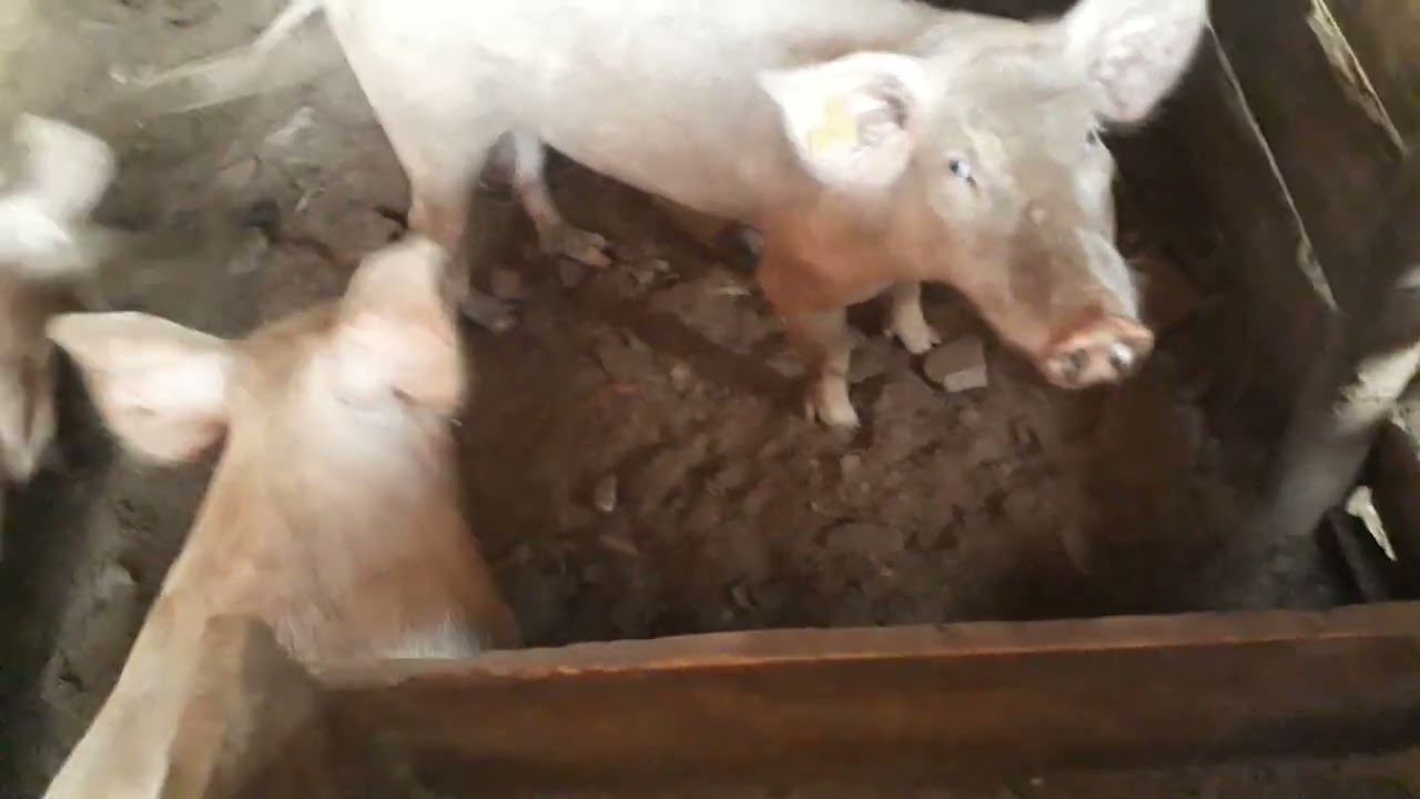 Our Pigs and Chicken Units!  At Living Hope Mixed Farm: By Florence Alimo: Subscribe, Like & Comment