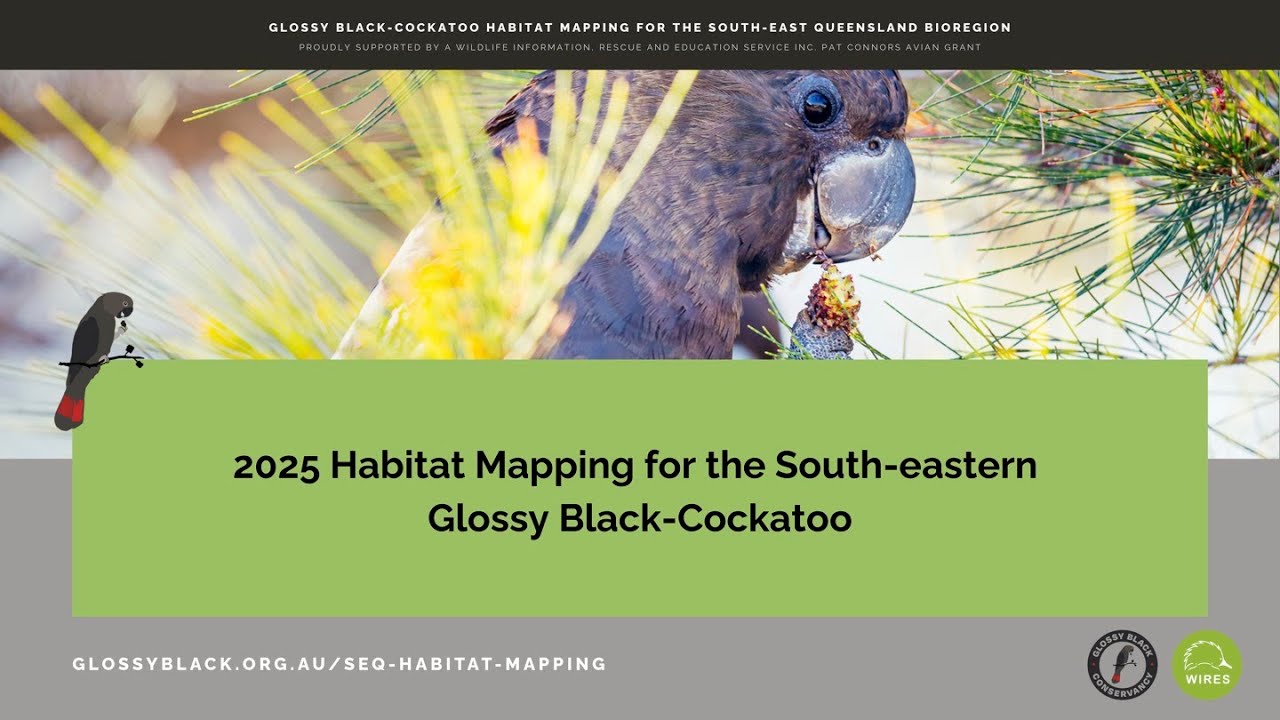 Habitat Mapping: Glossy Black-Cockatoos in SEQ - a briefing for communities across Australia