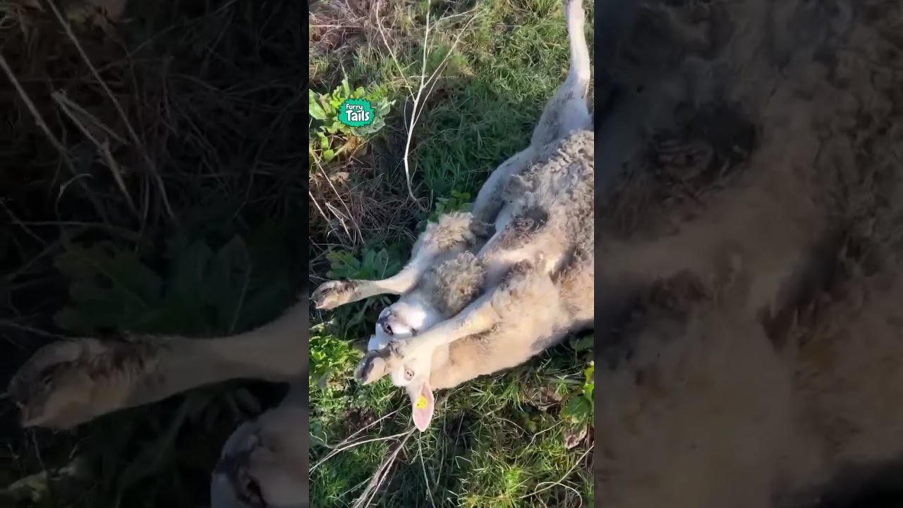 Что делать, если овца перевернулась на спину?