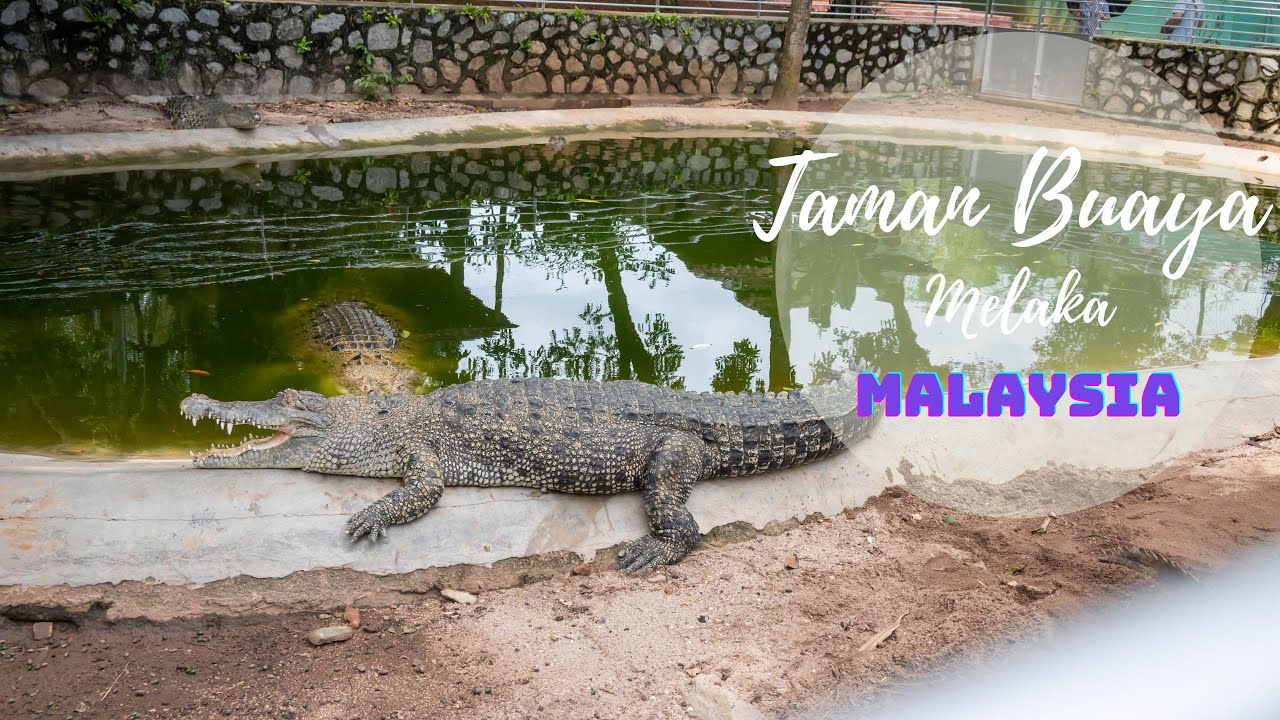 Taman Buaya | Crocodile Farm | Melaka | Crocodile Feeding